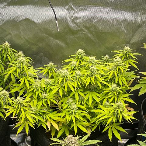 Jack Herer Auto growlog timeline photo