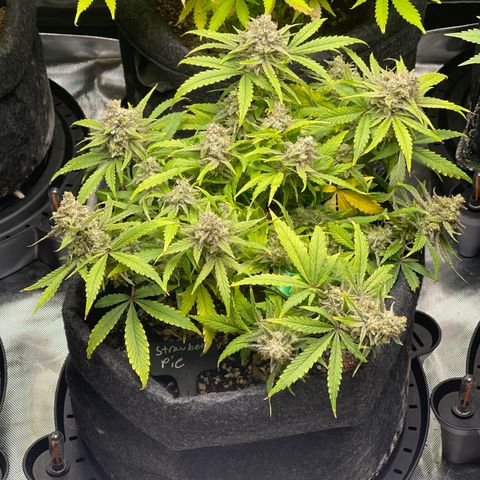 Strawberry Pie growlog timeline photo