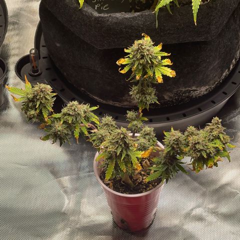 Strawberry Pie growlog timeline photo