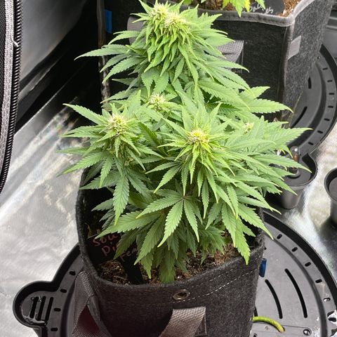 Sour Diesel #2 growlog timeline photo