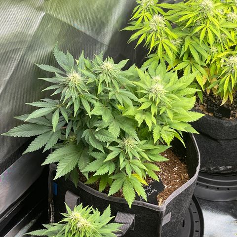 Space Cookies growlog timeline photo
