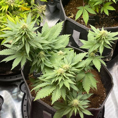 Space Cookies growlog timeline photo