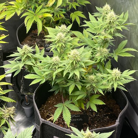 Space Cookies growlog timeline photo