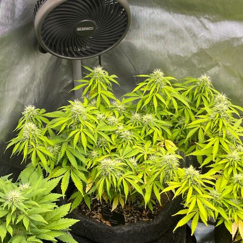Jack Herer Auto growlog timeline photo