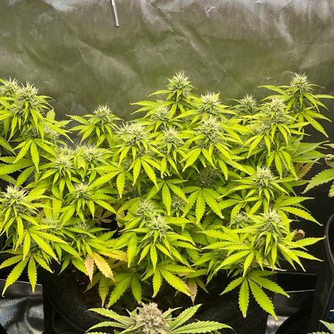 Jack Herer Auto growlog timeline photo