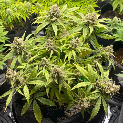 Strawberry Pie growlog timeline photo