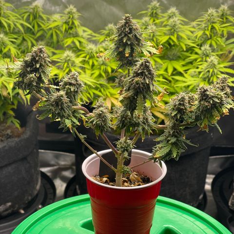 Strawberry Pie growlog timeline photo