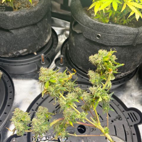 Strawberry Pie growlog timeline photo