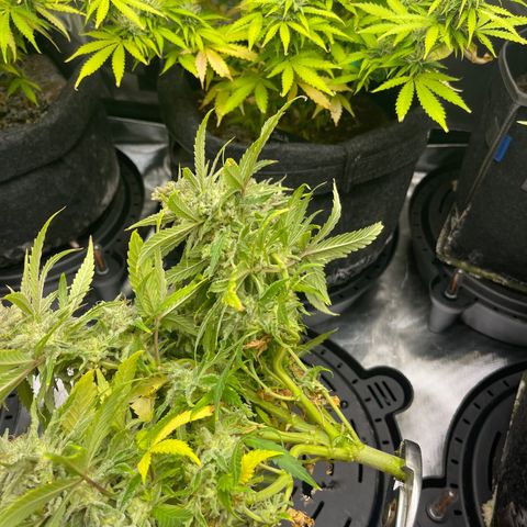 Strawberry Pie growlog timeline photo