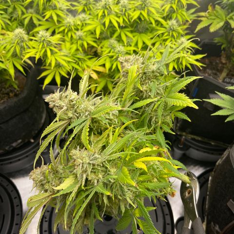 Strawberry Pie growlog timeline photo