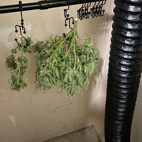 Strawberry Pie growlog timeline photo