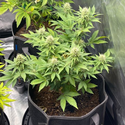 Space Cookies growlog timeline photo