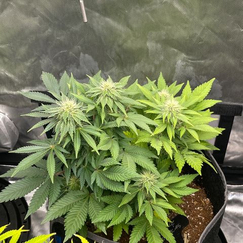 Space Cookies growlog timeline photo