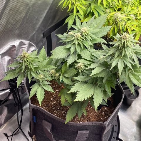 Space Cookies growlog timeline photo