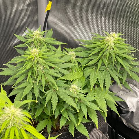 Sour Diesel #2 growlog timeline photo