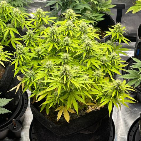 Jack Herer Auto growlog timeline photo