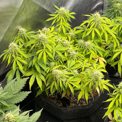 Jack Herer Auto growlog timeline photo