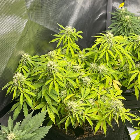 Jack Herer Auto growlog timeline photo