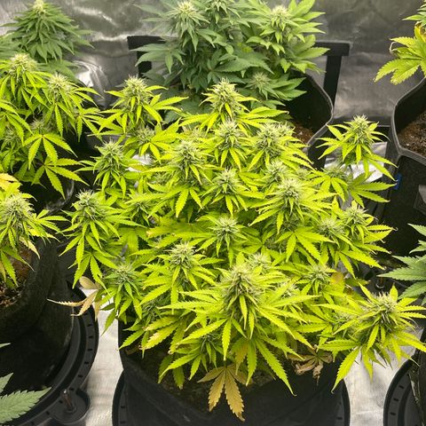 Jack Herer Auto growlog timeline photo