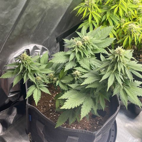 Space Cookies growlog timeline photo
