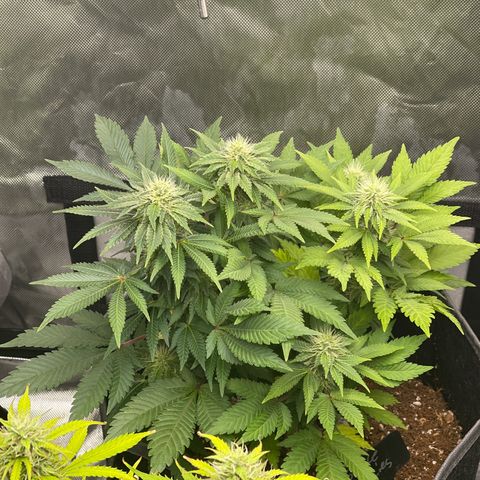 Space Cookies growlog timeline photo