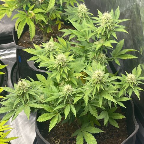 Space Cookies growlog timeline photo