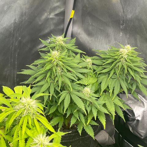 Sour Diesel #2 growlog timeline photo
