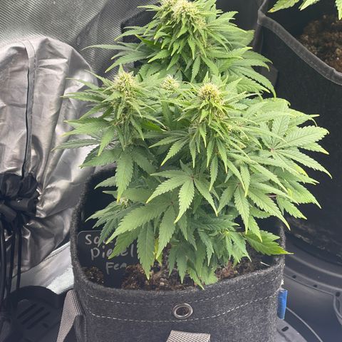 Sour Diesel #2 growlog timeline photo