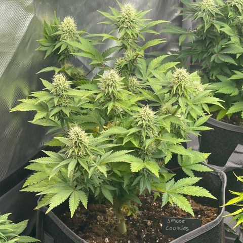 Space Cookies growlog timeline photo