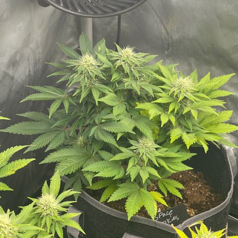 Space Cookies growlog timeline photo
