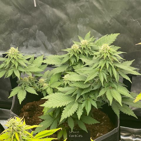 Space Cookies growlog timeline photo
