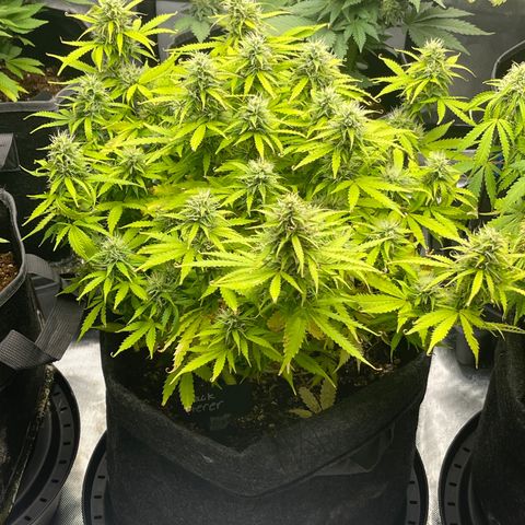 Jack Herer Auto growlog timeline photo