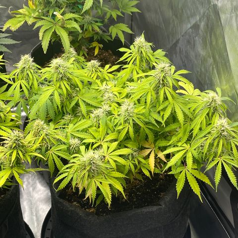 Jack Herer Auto growlog timeline photo