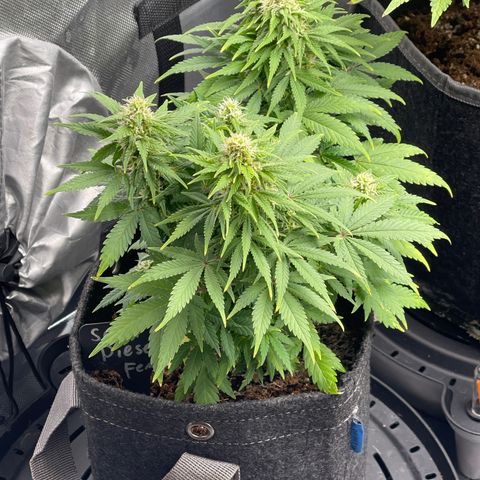 Sour Diesel #2 growlog timeline photo