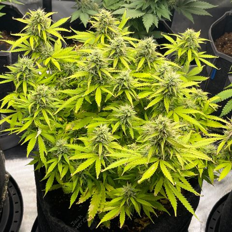Jack Herer Auto growlog timeline photo