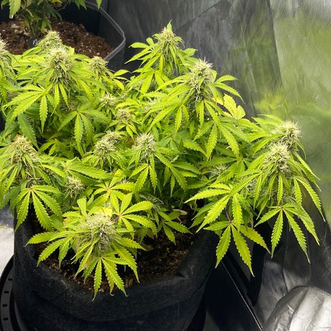 Jack Herer Auto growlog timeline photo