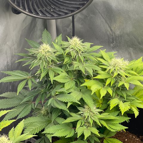 Space Cookies growlog timeline photo