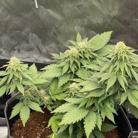 Space Cookies growlog timeline photo