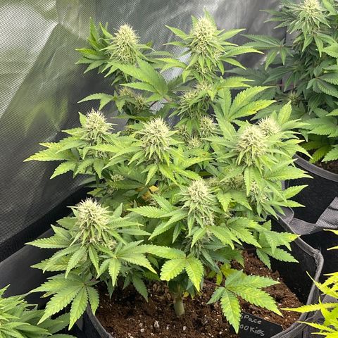Space Cookies growlog timeline photo