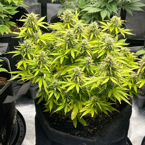 Jack Herer Auto growlog timeline photo