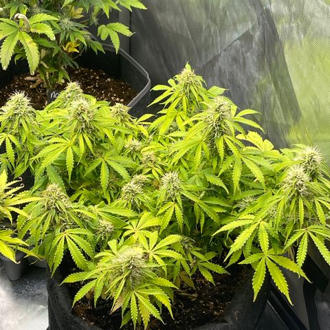 Jack Herer Auto growlog timeline photo