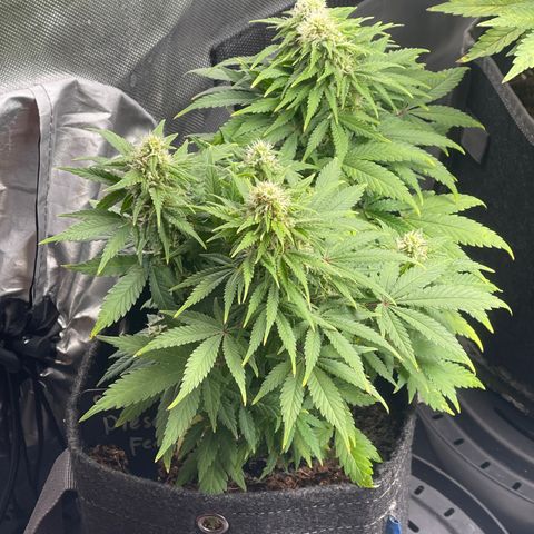 Sour Diesel #2 growlog timeline photo
