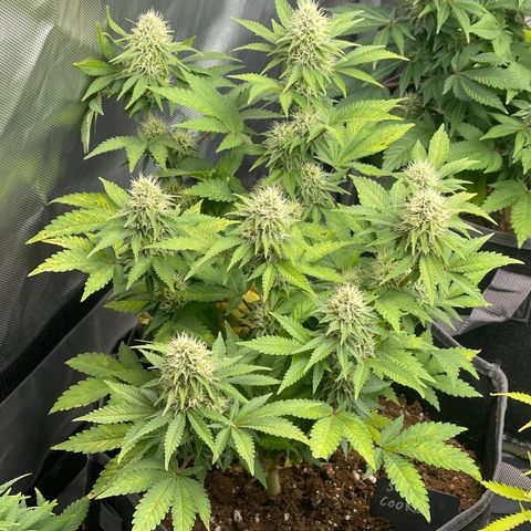 Space Cookies growlog timeline photo