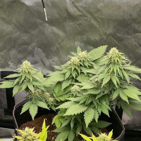 Space Cookies growlog timeline photo
