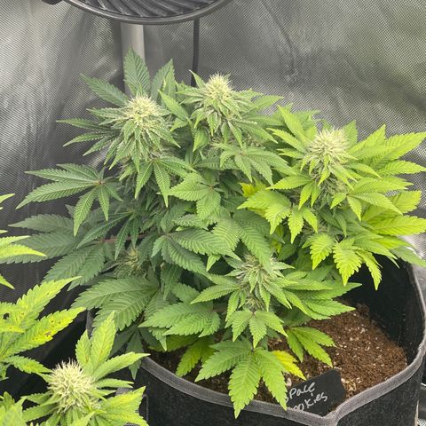 Space Cookies growlog timeline photo
