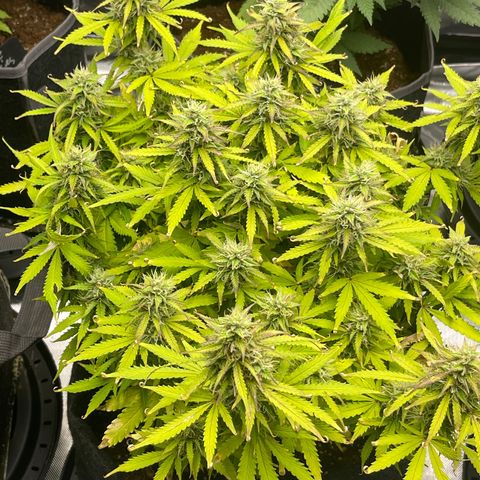 Jack Herer Auto growlog timeline photo