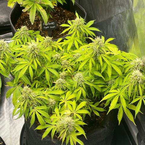Jack Herer Auto growlog timeline photo