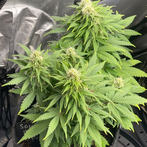 Sour Diesel #2 growlog timeline photo