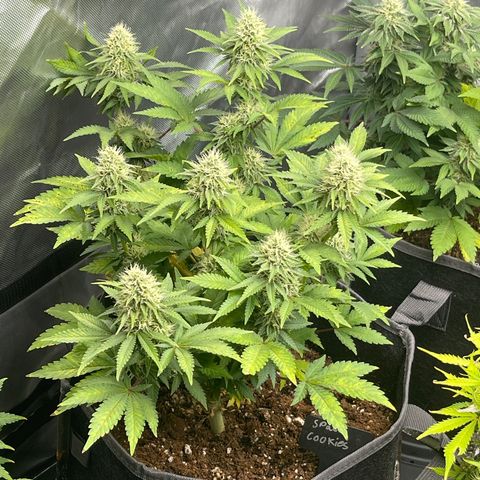Space Cookies growlog timeline photo