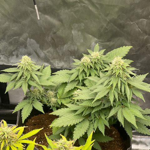 Space Cookies growlog timeline photo